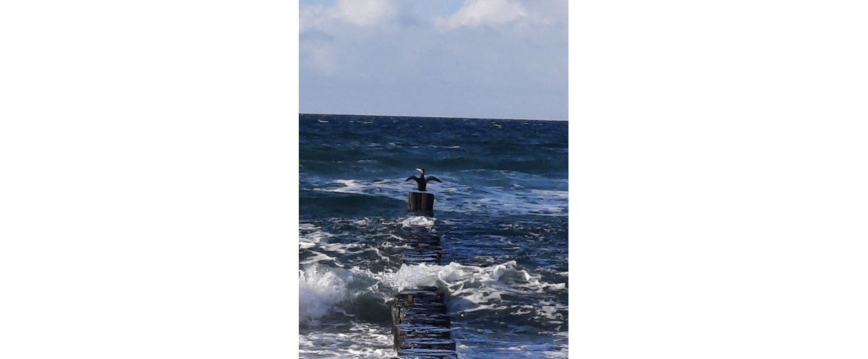 slider-Ostsee-Kormoran slider-Ostsee-Kormoran